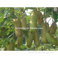 2015 Rare Fruit Tree Holboellio Latifolia Wall Seeds For Cultivation Become Rich Fruits